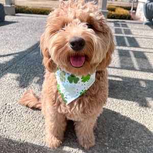 St Patrick’s Day | Bandana